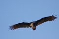 Turkey Vulture